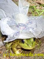 /home//u458753944/public_html/sourcegallery///Frogs/More bullfrogs/P8170160.JPG
